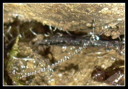 Tela di perle